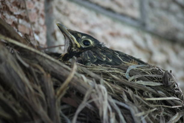 istock Chick Chilling in the Nest 1435197007