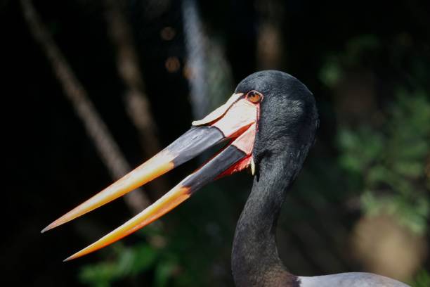 istock Closeup of a beautiful saddle-billed stork on a blurred background in a sunny wilderness 1435198420