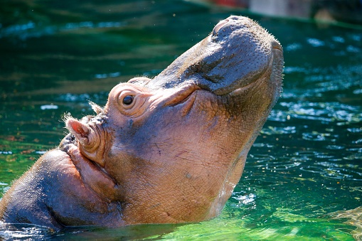 A closeup of a beautiful hippo swimming in a bright green pool in a sunny park