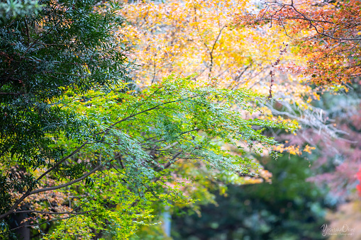 Beautiful autumn leaves and Japanese women's holiday