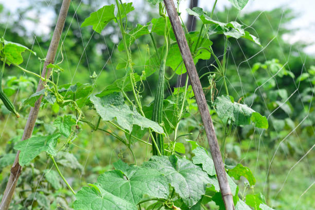istock Fresh Angled gourd, Ridge gourd vegetable on vine in farm 1435202839