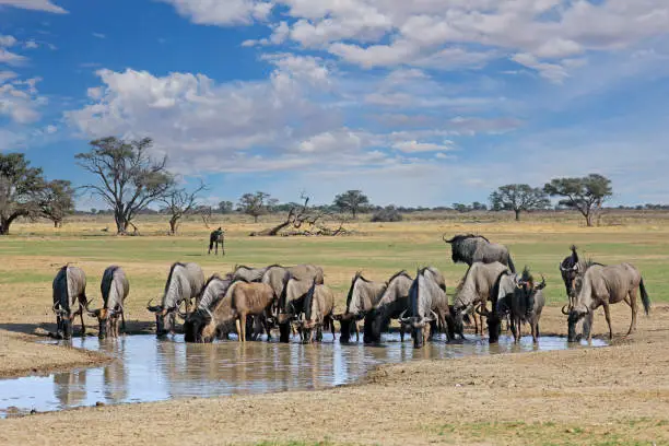 Herd of blue wildebeest (Connochaetes taurinus) drinking at a waterhole, Kalahari desert, South Africa