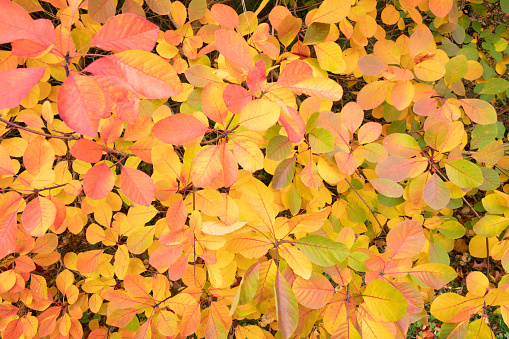 close up leaves with bold red and golden autumn colours in English woodland in Yorkshire