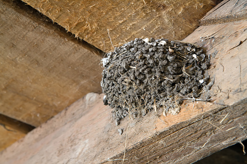 The nest of a swallow bird under the roof of a barn. A bird's nest near human habitation.