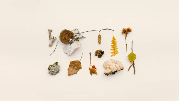 istock Autumn nature flatlay pattern with polypore mushrooms,  branches tree, yellow leaves, moss, bark. Minimal aesthetic still life from wild plants of fall forest, biology and environment concept. 1435207927