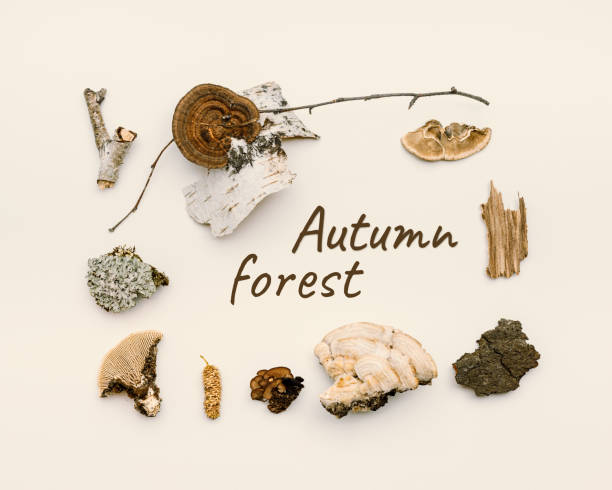 istock Top view autumn frame from natural forest wild plants, branches tree, polypore mushrooms, moss, bark on beige background and text autumn forest. Aesthetic fall image, above still life 1435207944