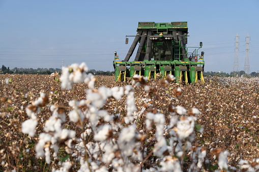 Kibbutz Haogen, Israel – October 5, 2022\nJohn Deere type cotton 6 rows picker in a cotton field during picking season.