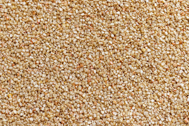 istock Corn or maize seeds in the field for drying in the sun 1435210284