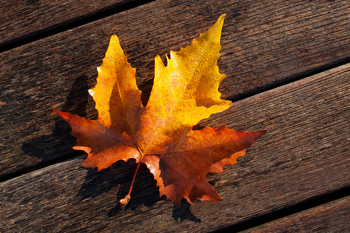 Fallen single autumn leaf on the wet wooden surface after rain.