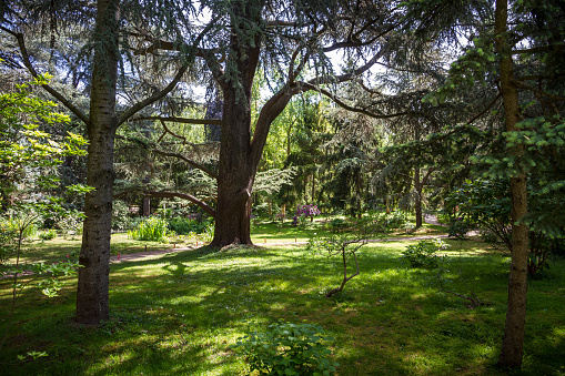 Lebanese cedar in a forest