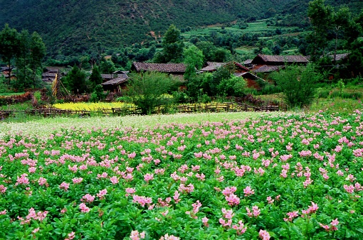 An alpine pasture halfway up the Jade Dragon Snow Mountain in Lijiang. Photographic slide photo in Jun 2002, Lijiang, Yunnan