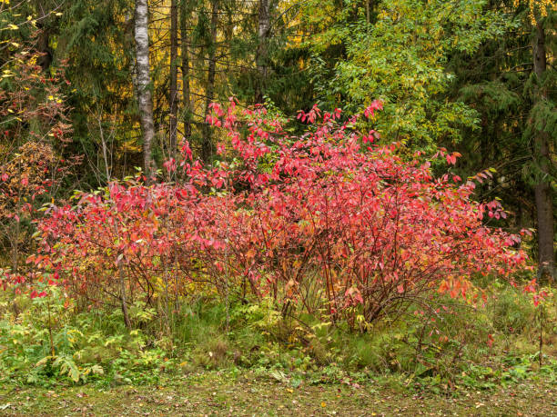 Alexander Park (Tsarskoye Selo). Common spindle (Euonymus europaeus) with purple leaves.