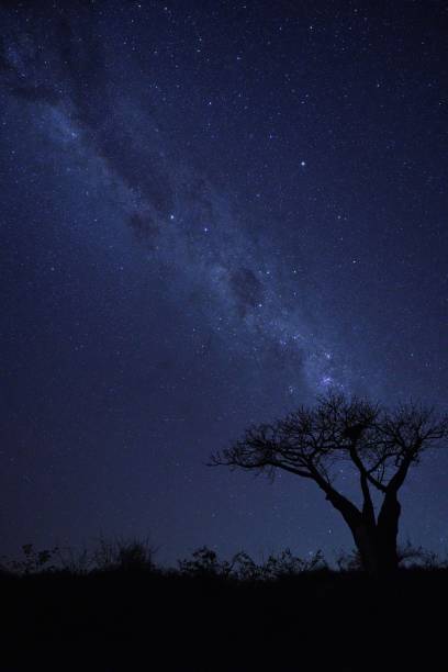 istock Silhouette of a tree against a blue stary sky at night 1435214263