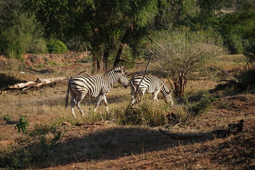 Two zebras walking on the dried grass in the Kruger National Park on a sunny day