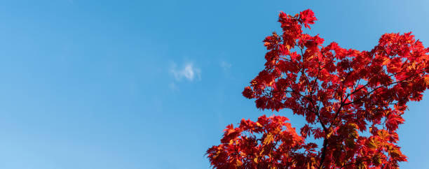 Fall background