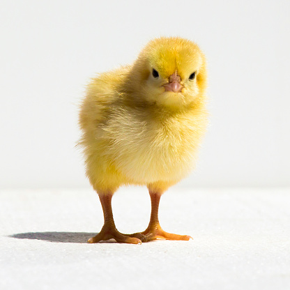 Small chicken on a white background