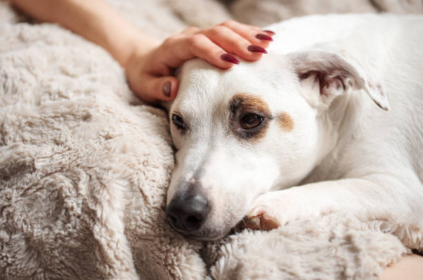 istock Woman hand touching a cute relaxed jack russell dog 1435219498