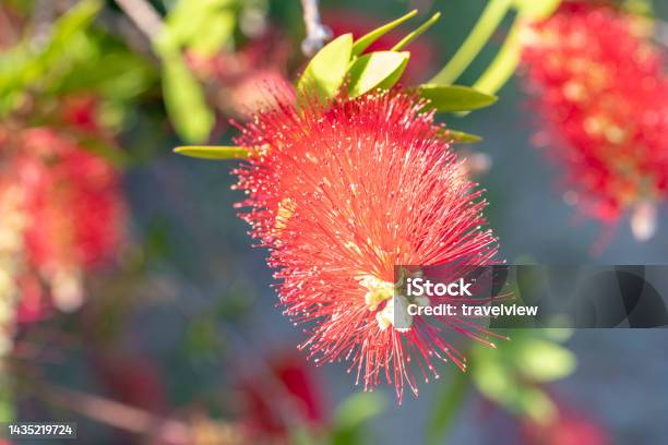 Red Blooming Bottlebrush Plant Stock Photo - Download Image Now - Flower, Bottlebrush - Plant, Close-up