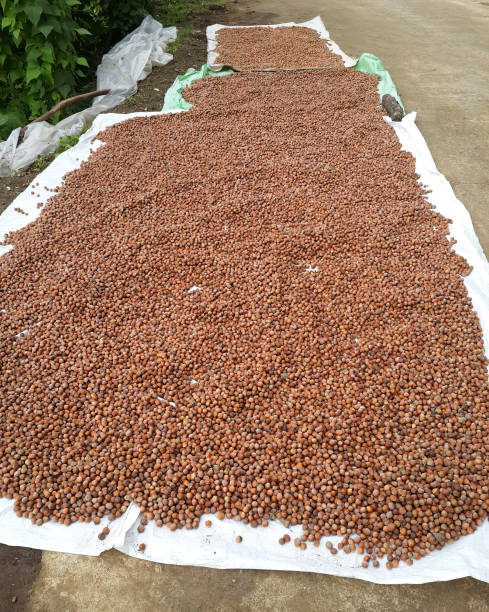 istock Hazelnuts laid out to dry. Giresun, Turkey. 1435220895