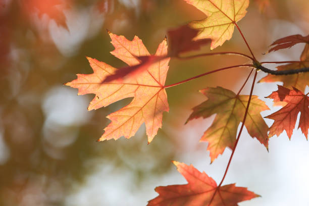 istock Autumn red maple leaves background 1435221620