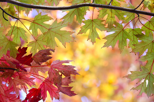 This is a scene of autumn foliage in Japan, where the colors of green, yellow, and red change from tree to tree and leaf to leaf. The photos were taken in casual and ordinary places in Tokyo and the city of Kamakura.