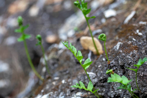 New Growth  in Wooded Forest