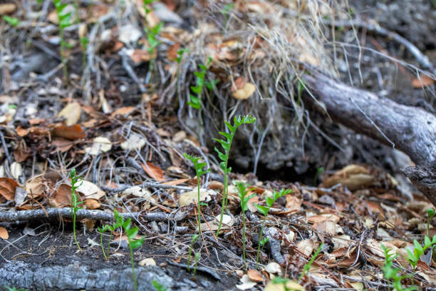 istock New Growth  in Wooded Forest 1435222768