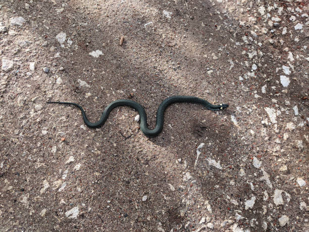 istock A snake crawls along the road. Black snake black spots on the head 1435224198