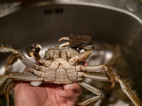 Holding Male Chinese Mitten Crab