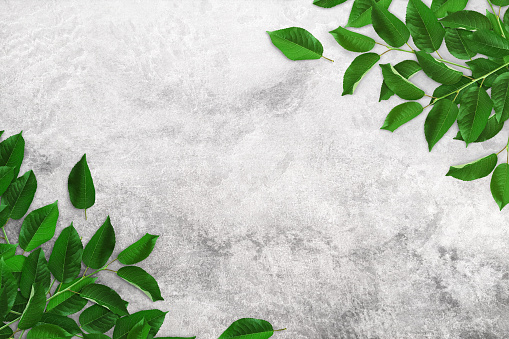 Tree branches with green leaves on a light gray concrete table. Old white and gray concrete background. Advertising board, poster mockup for your design. Flat lay, close up, top view, copy space
