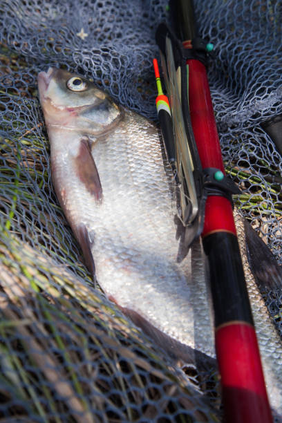 istock Big freshwater common bream (Abramis brama) with float rod on black fishing net. 1435230751