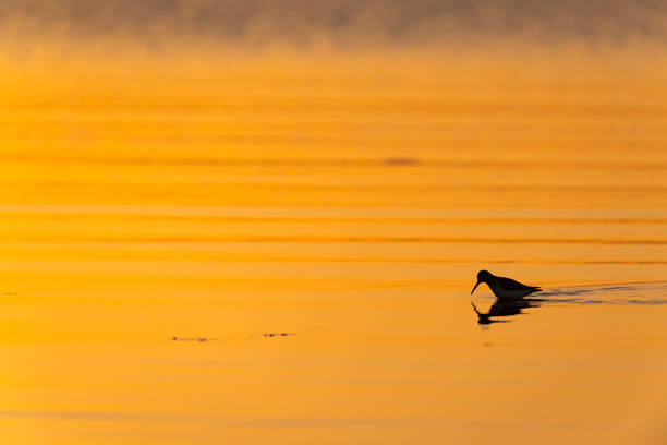 dunlin  in the sunrise