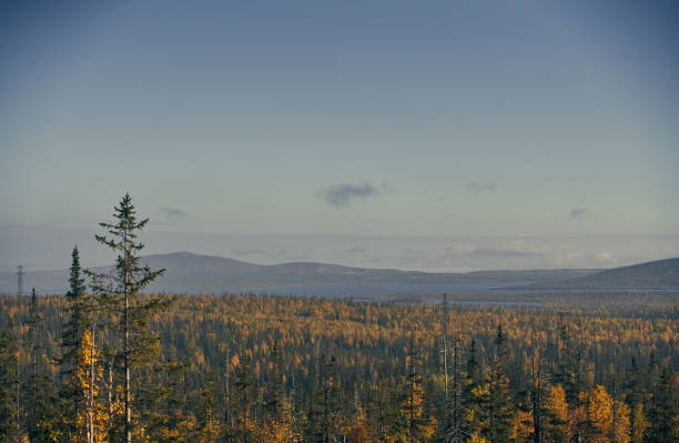 istock Bright autumn forest landscape in the evening. 1435232123