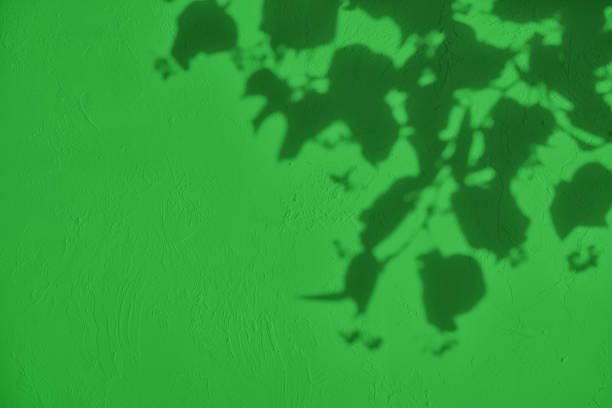 morning park tree projection
