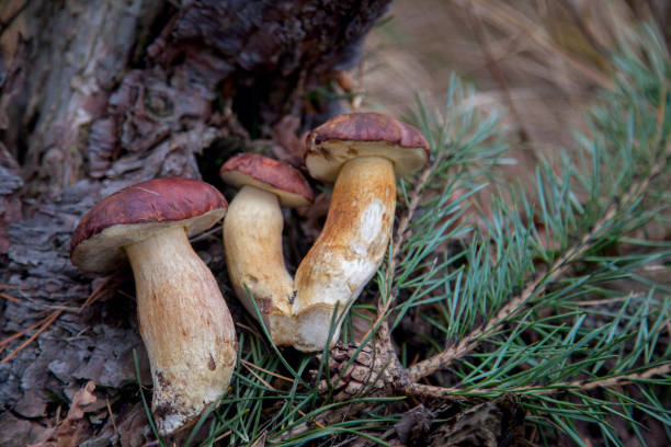 gruppe von wilden essbaren bucht bolete bekannt als imleria badia oder boletus badius pilz auf alten hanf in kiefernwald. - boletus badius stock-fotos und bilder