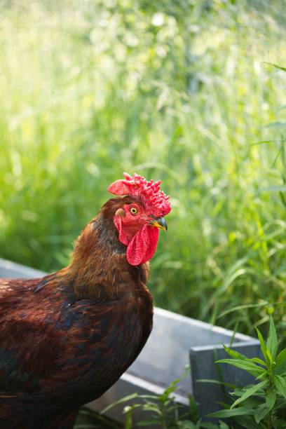 istock Vertical closeup of a brown rooster with a red comb grass blurred background 1435232613