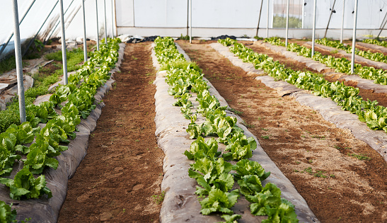 Empty greenhouse, agriculture and plant farm, organic farming and vegetables growth. Sustainability, agro garden and eco friendly plants growing on rich soil in sustainable nursery or conservatory.