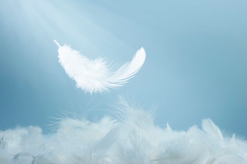 Abstract Single White Bird Feather Falling in The Air. Softness of Swan Feather