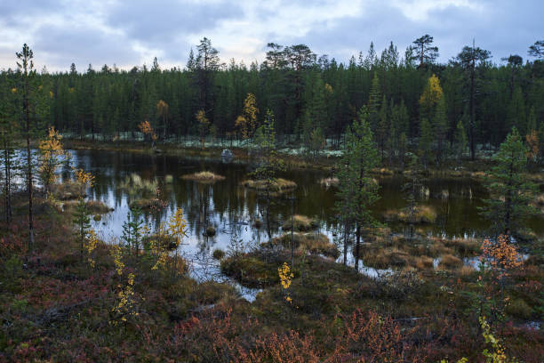 istock Forest swamp surrounded by autumn foliage in the evening. 1435233357