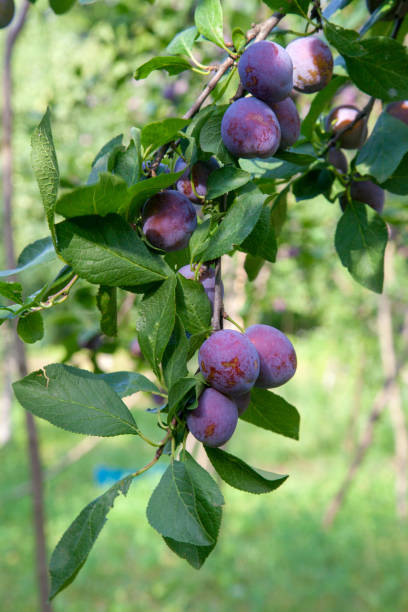 istock Plum tree branch with ripe juicy fruits on sunset light. 1435233371