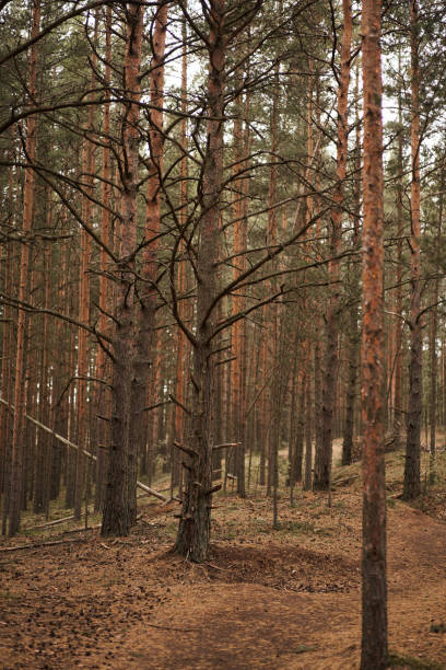 istock Forest with pine trees in the evening. Autumn 1435233395