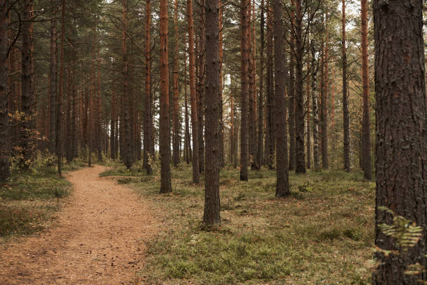 istock Forest with pine trees in the evening. Autumn 1435233423