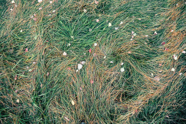 Green mixed with dry grass close-up. Texutra from grass. Selective selective focus.