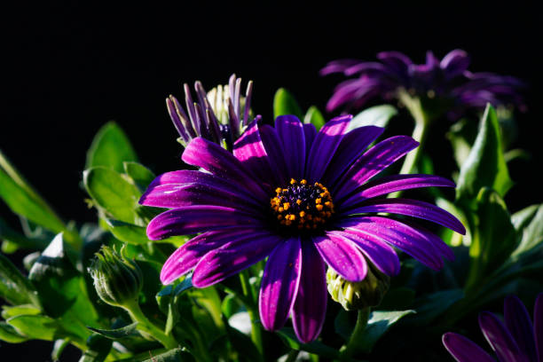 istock Purple Osteospermum flower with dark background 1435235234