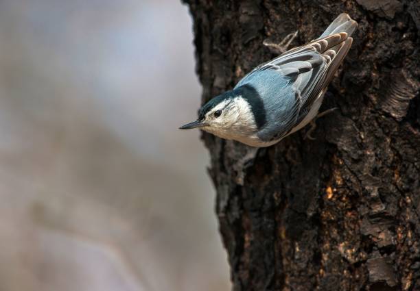 istock Close-up view of a White-breasted nuthatch perching on the bark of a tree 1435236197