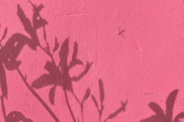 istock Shadow of flowers on pink concrete wall texture background 1435237388