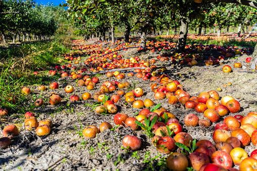 close-up, portrait of handsome male farmer or agronomist, picking apples on farm in orchard, on sunny autumn day. holding a wooden box with red apples, smiling. Agriculture and gardening concept. Healthy nutrition. High quality photo