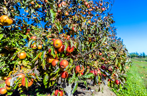 Apple trees in an orchard in a green meadow on the slope of a hill below a blue sky in sunlight in summer, Voeren, Voer Region, Limburg, Flanders, Belgium, June 27, 2020