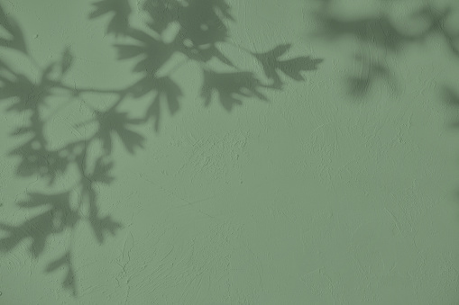 Gray shadow of  rose leaves on a white wall