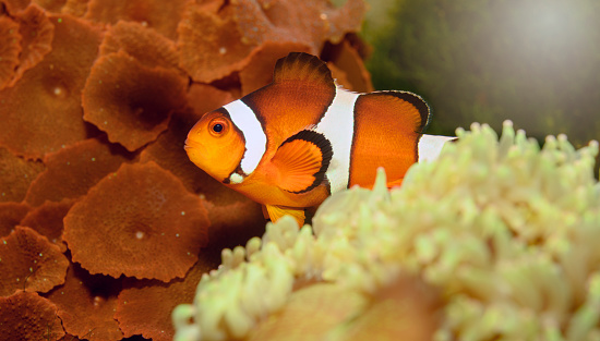 The singing ocellaris clownfish shelters among the venomous tentacles of an anemone; a perfect symbiotic relationship